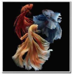 Diamond painting Vissen DL4040/105